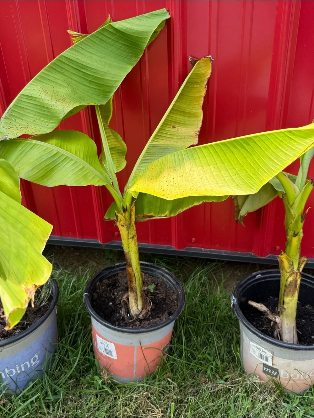 Banana Tree plant ready to plant hearty and come back bigger every year!